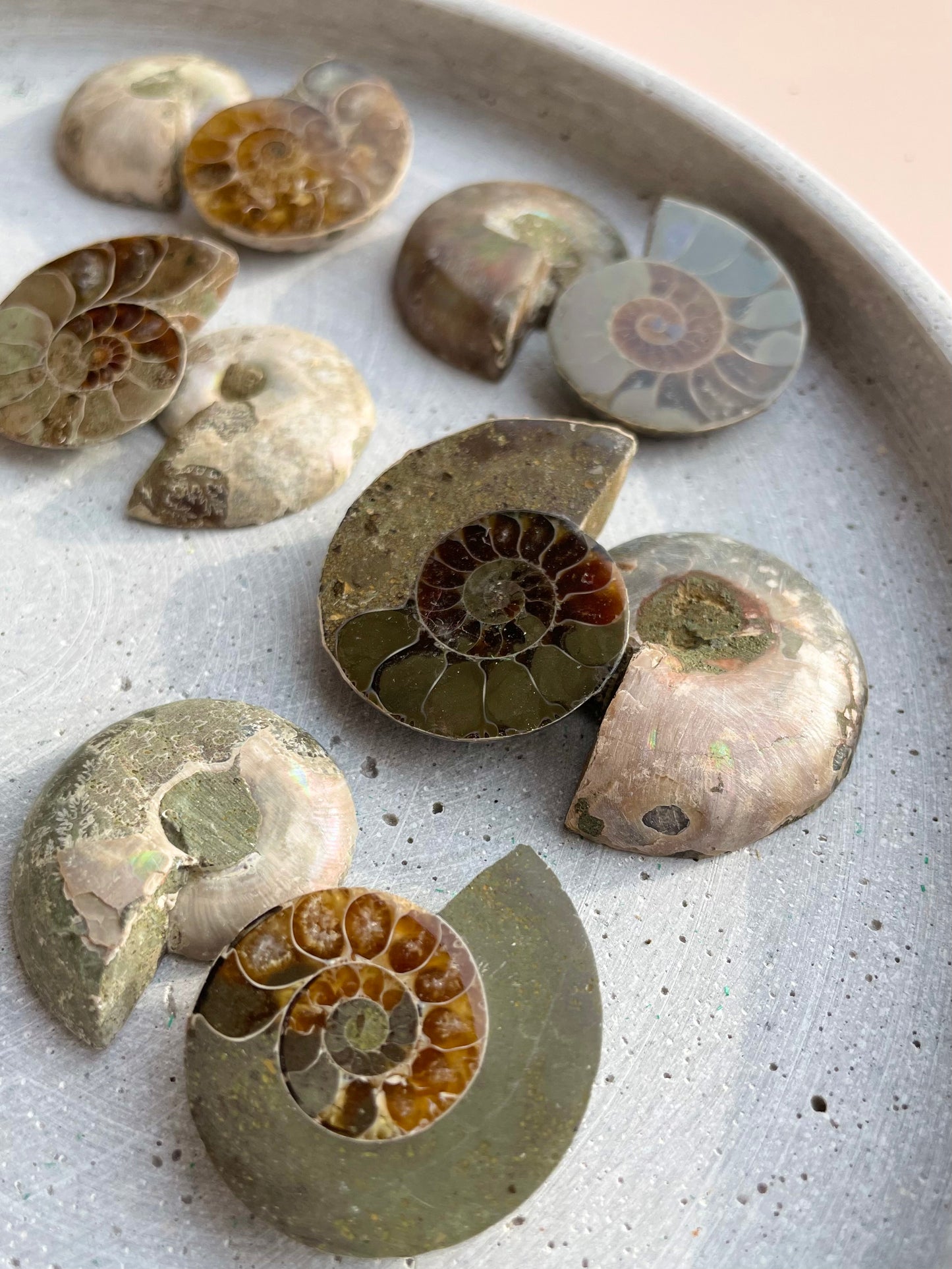 Small Ammonite pair