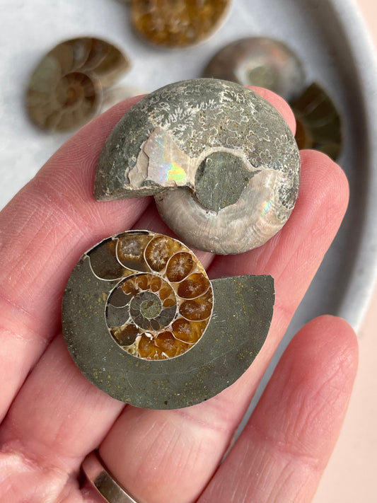Small Ammonite pair