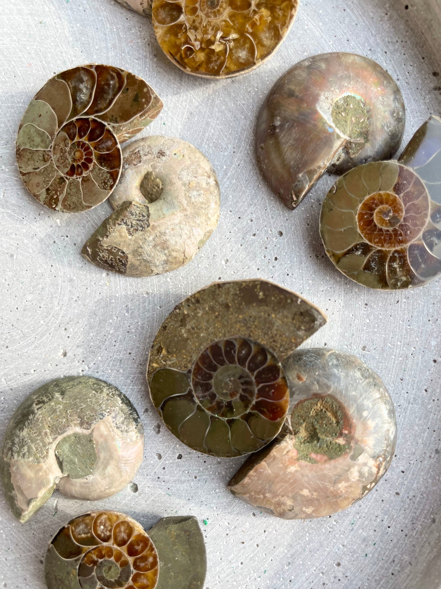 Small Ammonite pair